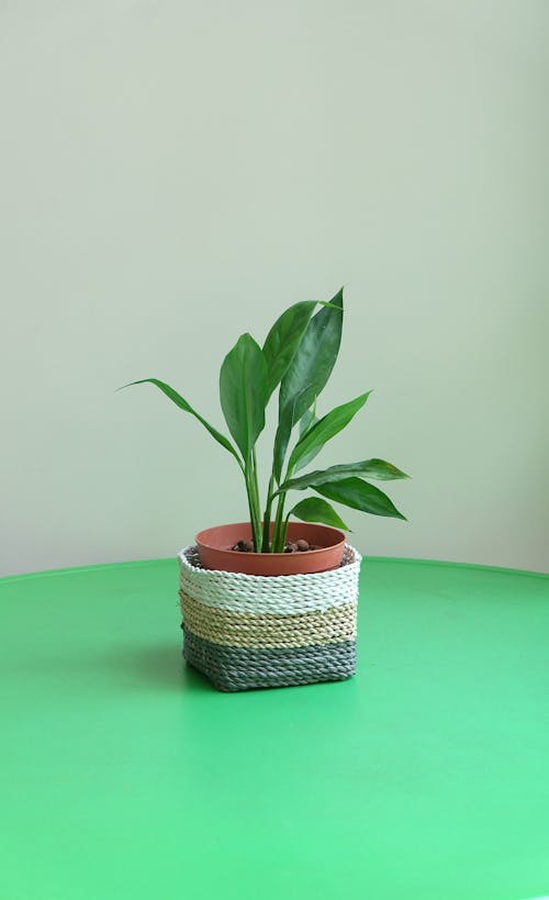 Minimalism flower vase on the green table