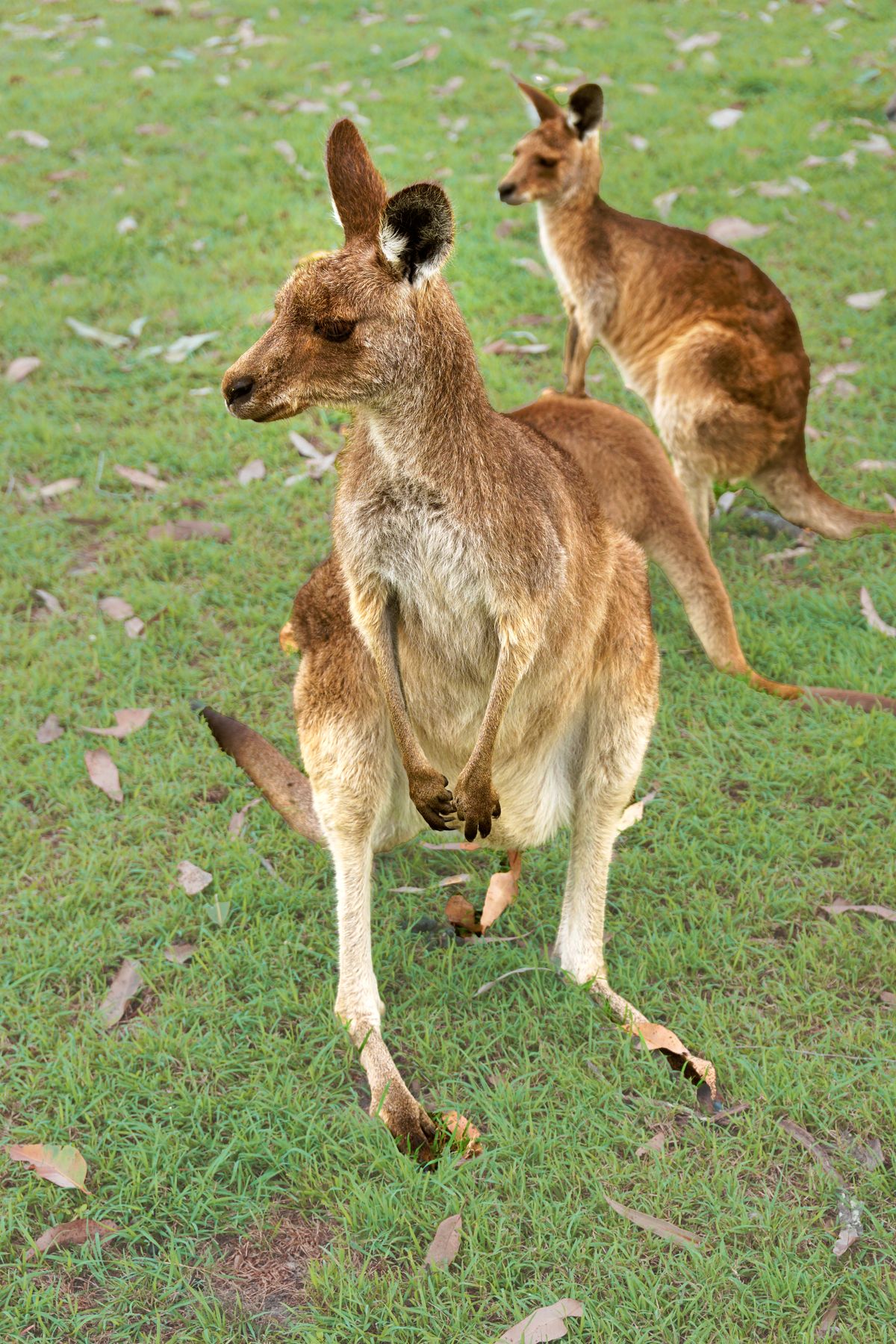 Kangaroos standing on grass