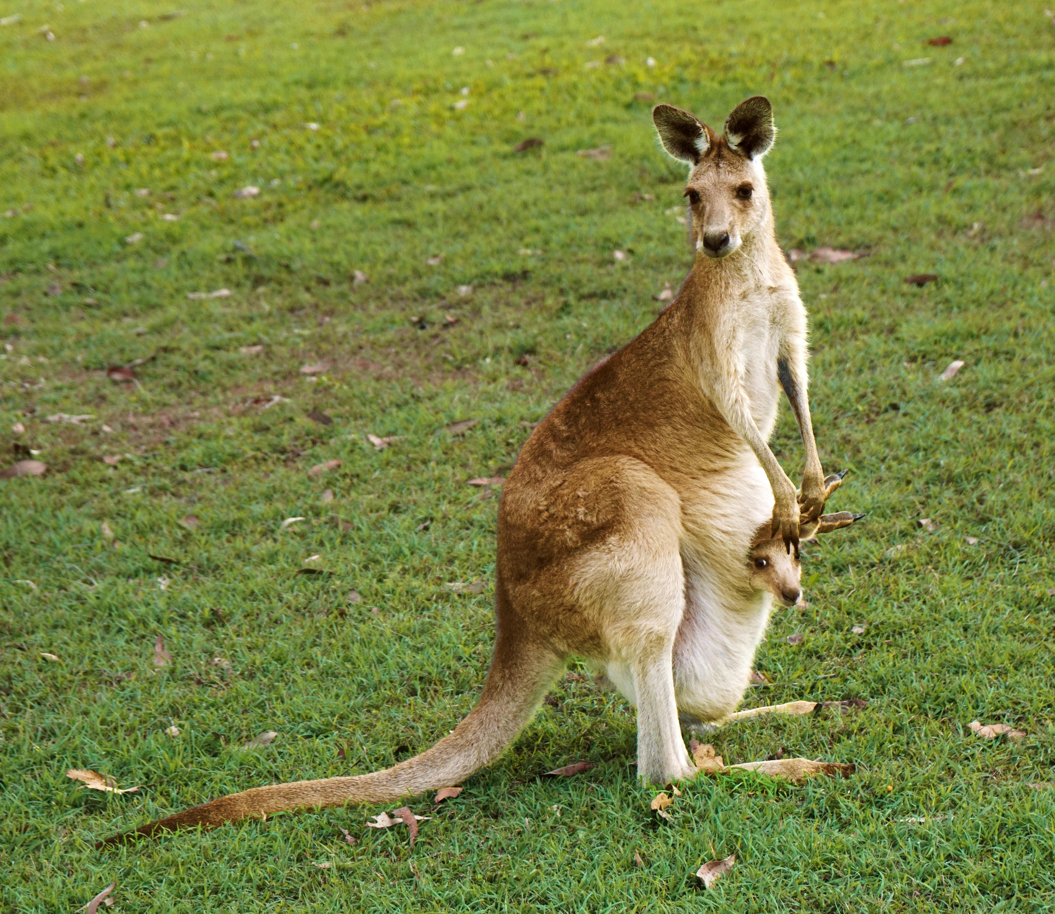 A kangaroo with its joey stands on grassy terrain in Cairns, Australia.