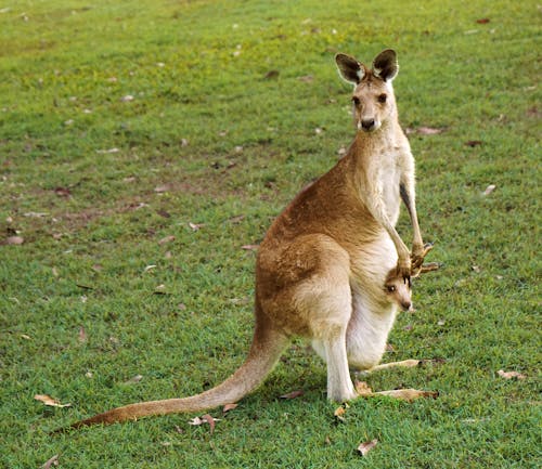 Gratis stockfoto met buideldier, dierenfotografie, gras