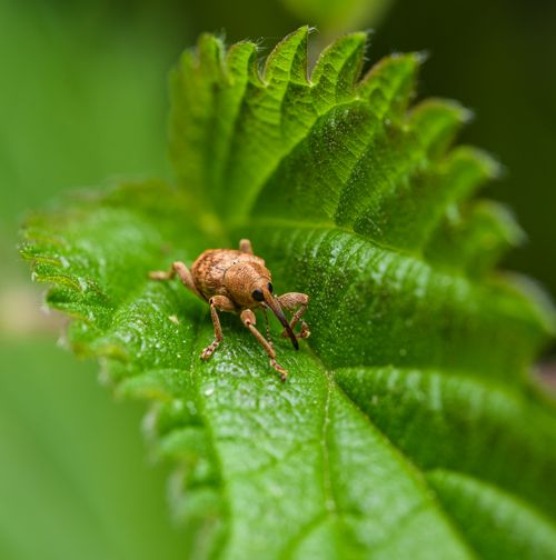 Free Close-up view of a brown weevil crawling on a fresh green leaf, showcasing detailed textures. Stock Photo
