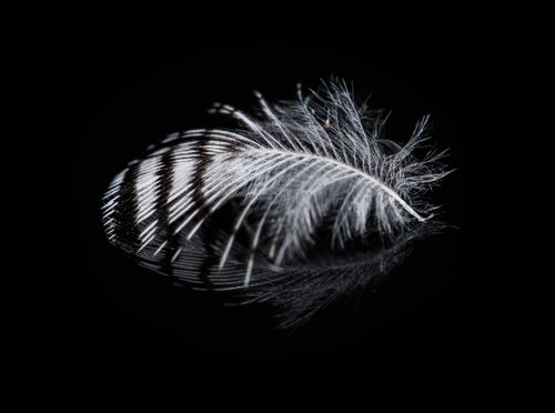 Free A close-up of a single black and white striped feather against a black background, creating a soft still life. Stock Photo