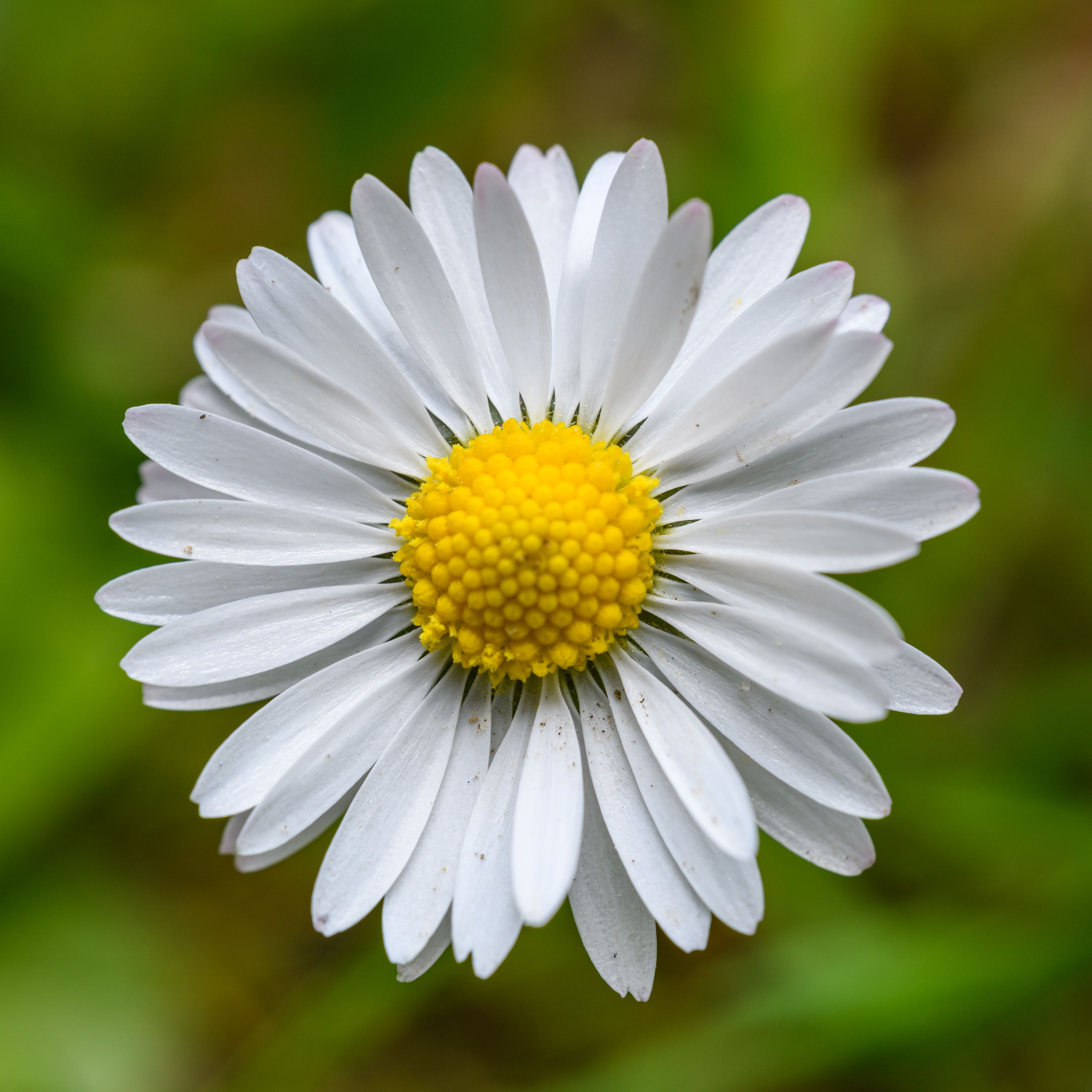 Daisy in Close Up