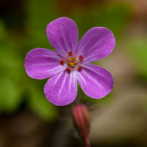 Základová fotografie zdarma na téma bylina robert, geranium robertianum, jemný