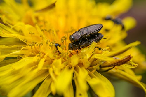 A beetle on a yellow flower with a bee