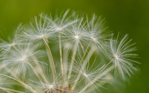 A close up of a dandelion seed with white seeds