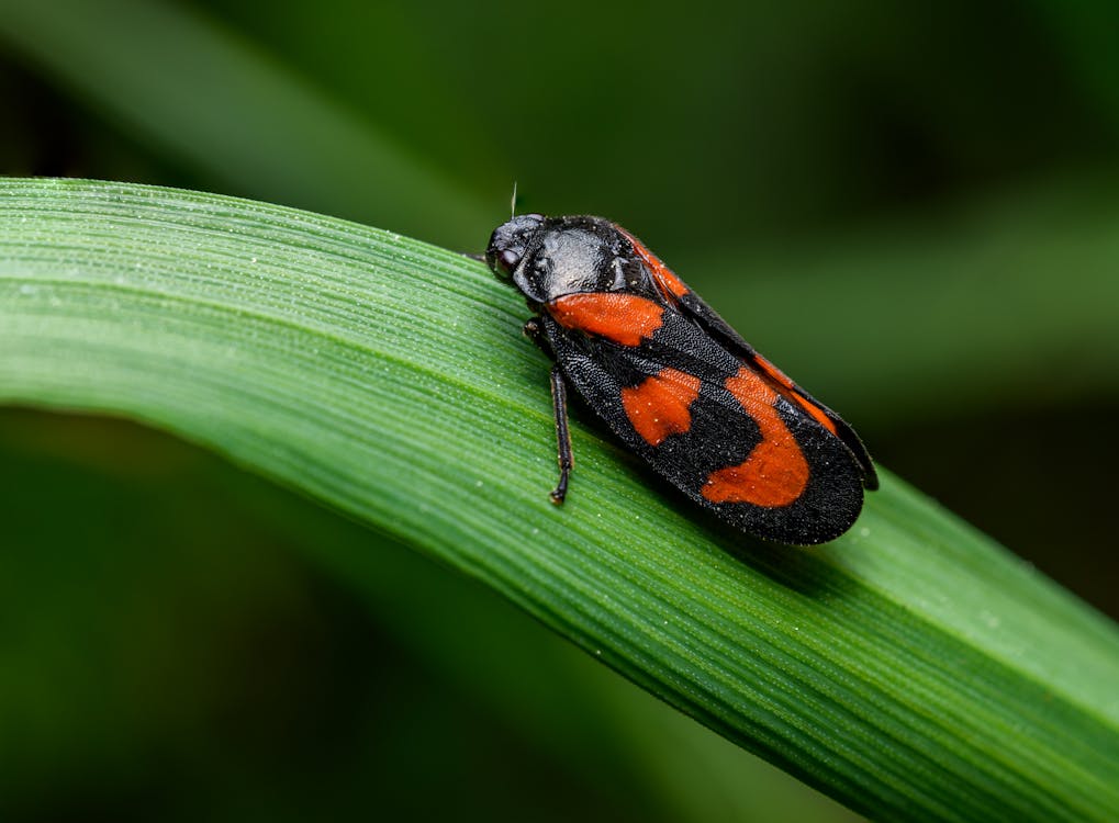 A red and black bug sitting on top of a green leaf
