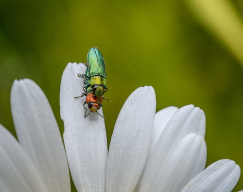bitki, böcek, çiçek içeren Ücretsiz stok fotoğraf