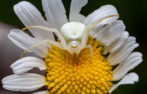 A white spider sitting on top of a yellow flower