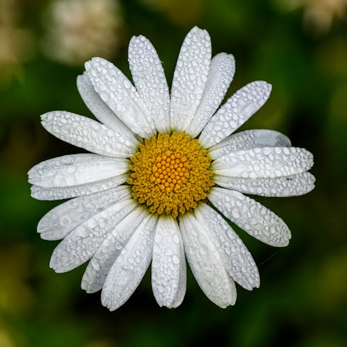A white daisy with water droplets on it