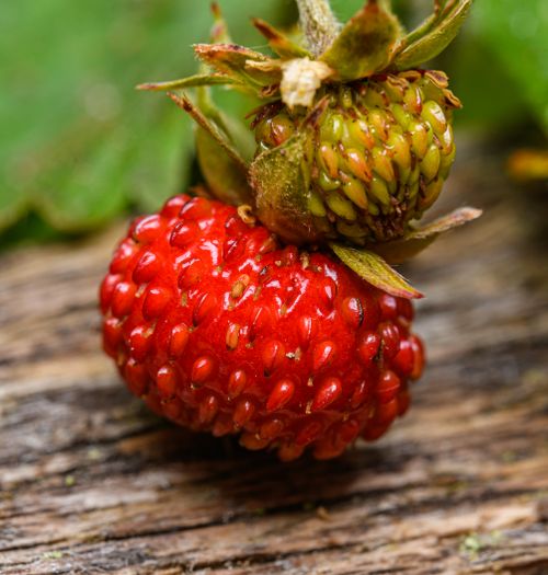 Free Macro shot of ripe and unripe wild strawberries on a rustic wooden surface. Stock Photo