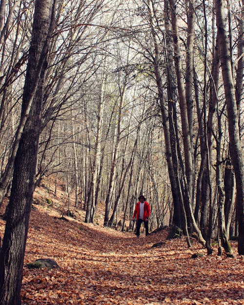 Photos gratuites de arbres, automne, distance