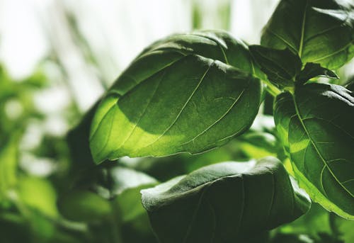 Selectieve Aandacht Fotografie Van Groenbladige Plant