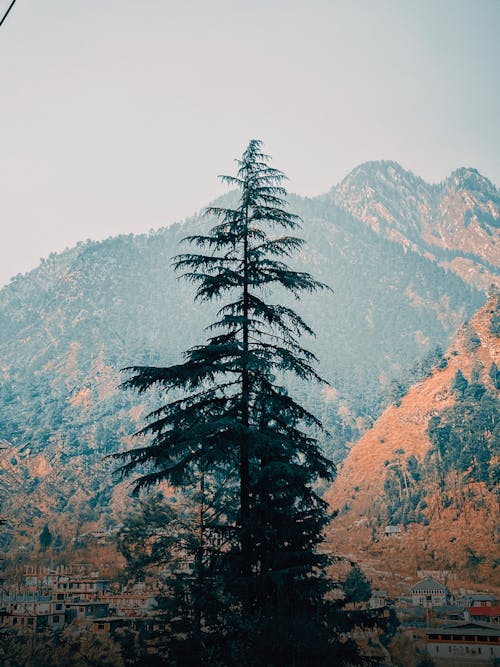 나무 숲, 브라운 마운틴, 산의 경치의 무료 스톡 사진