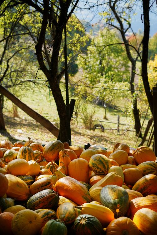 Free A vibrant pile of pumpkins in a sunlit rural field during autumn, surrounded by trees. Stock Photo