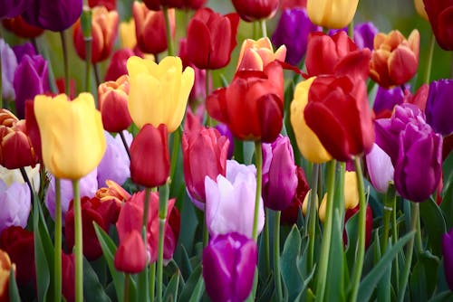 Δωρεάν στοκ φωτογραφιών με tulpen, τουλίπες, χρώματα