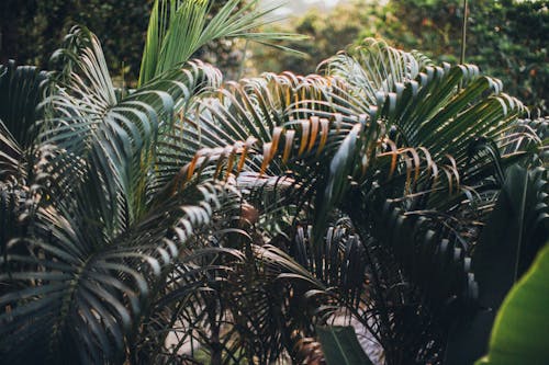 免费 绿棕榈叶植物 素材图片
