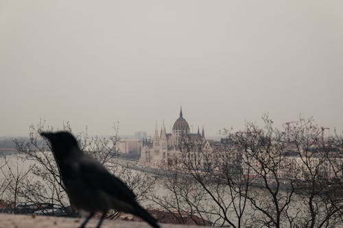Ingyenes stockfotó Budapest, budapesti parlament, építészet témában