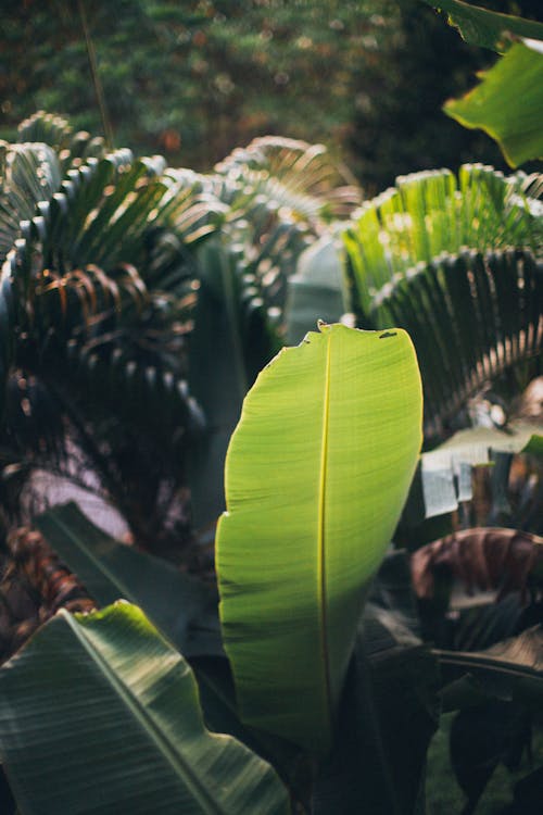 Зеленый банановый лист