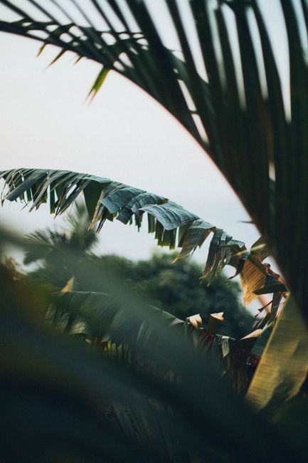 Lush tropical palm leaves with sunlight filtering through, creating a tranquil outdoor scene.