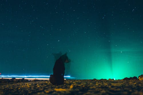Perro Sentado En El Suelo Bajo El Cielo Azul Estrellado Durante La Noche