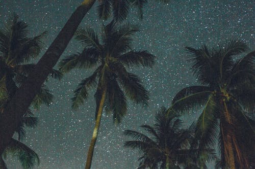 Free Low Angle Photography of Coconut Trees Under A Starry Sky Stock Photo