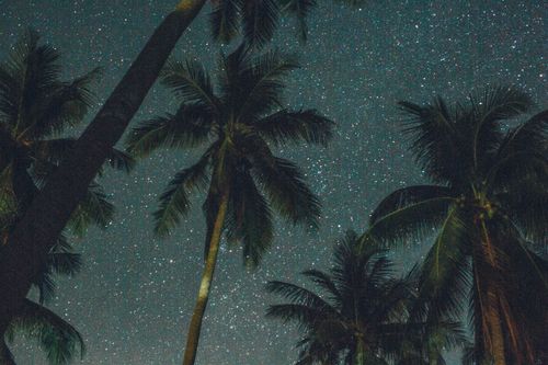 Coconut Trees Stars