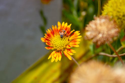 Ingyenes stockfotó állattal ízesítjük, aroma, hany bee az íze témában