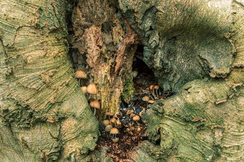 Základová fotografie zdarma na téma hnědá, houby, příroda