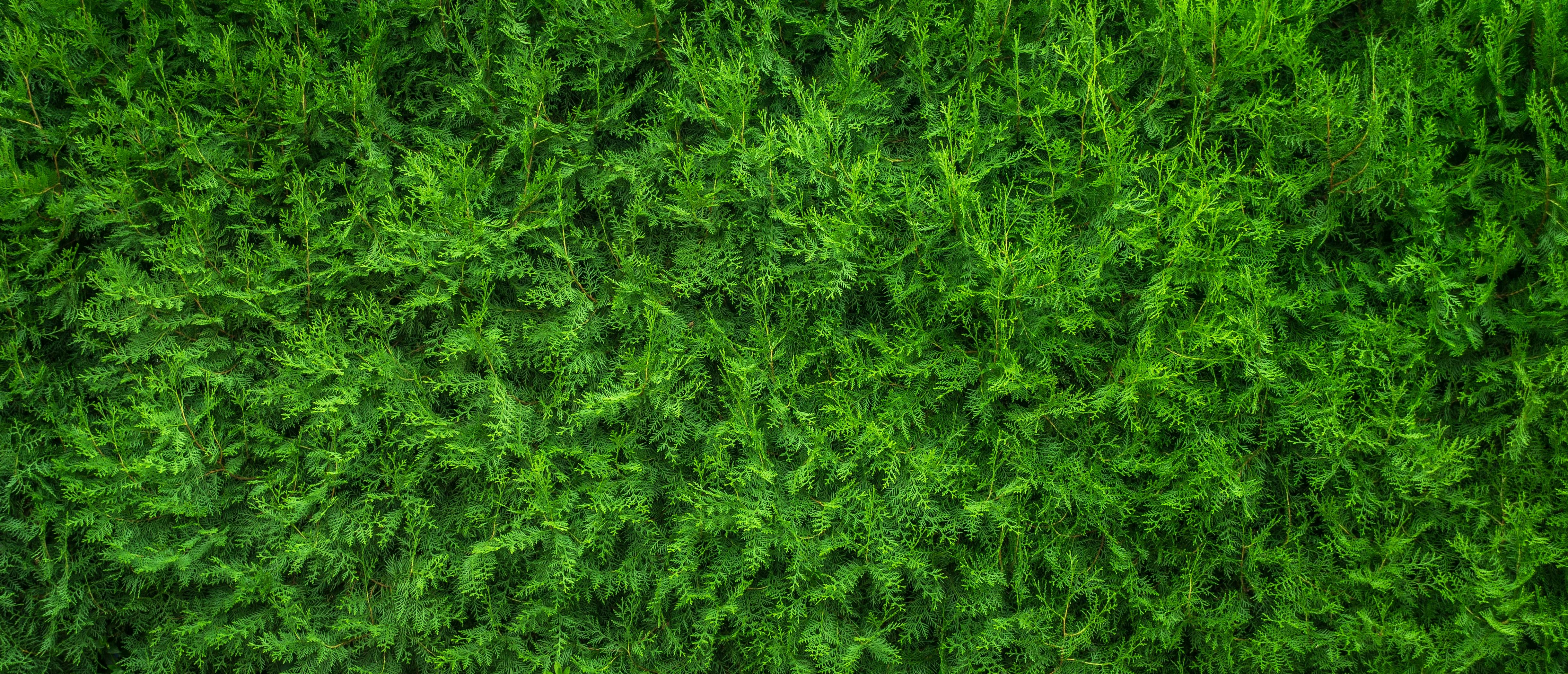 Free stock photo of close-up, green, nature