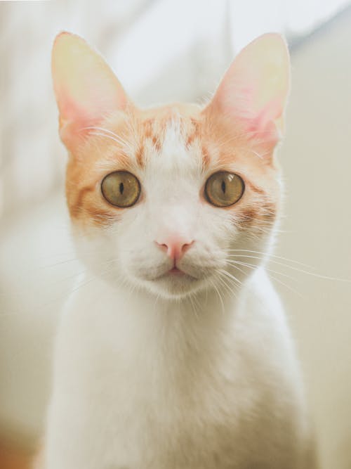 A white and orange cat with green eyes