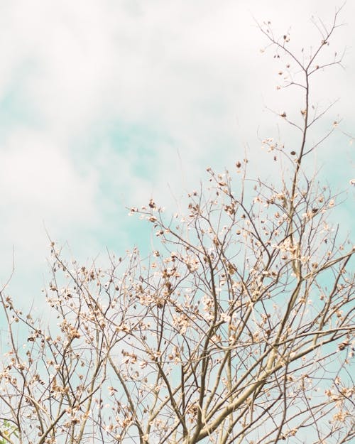 Gratis lagerfoto af blå himmel, bladløse, blomster
