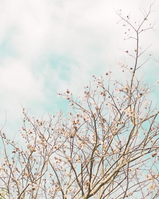 Leafless tree branches with budding blossoms reach into a bright blue sky on a clear spring day.