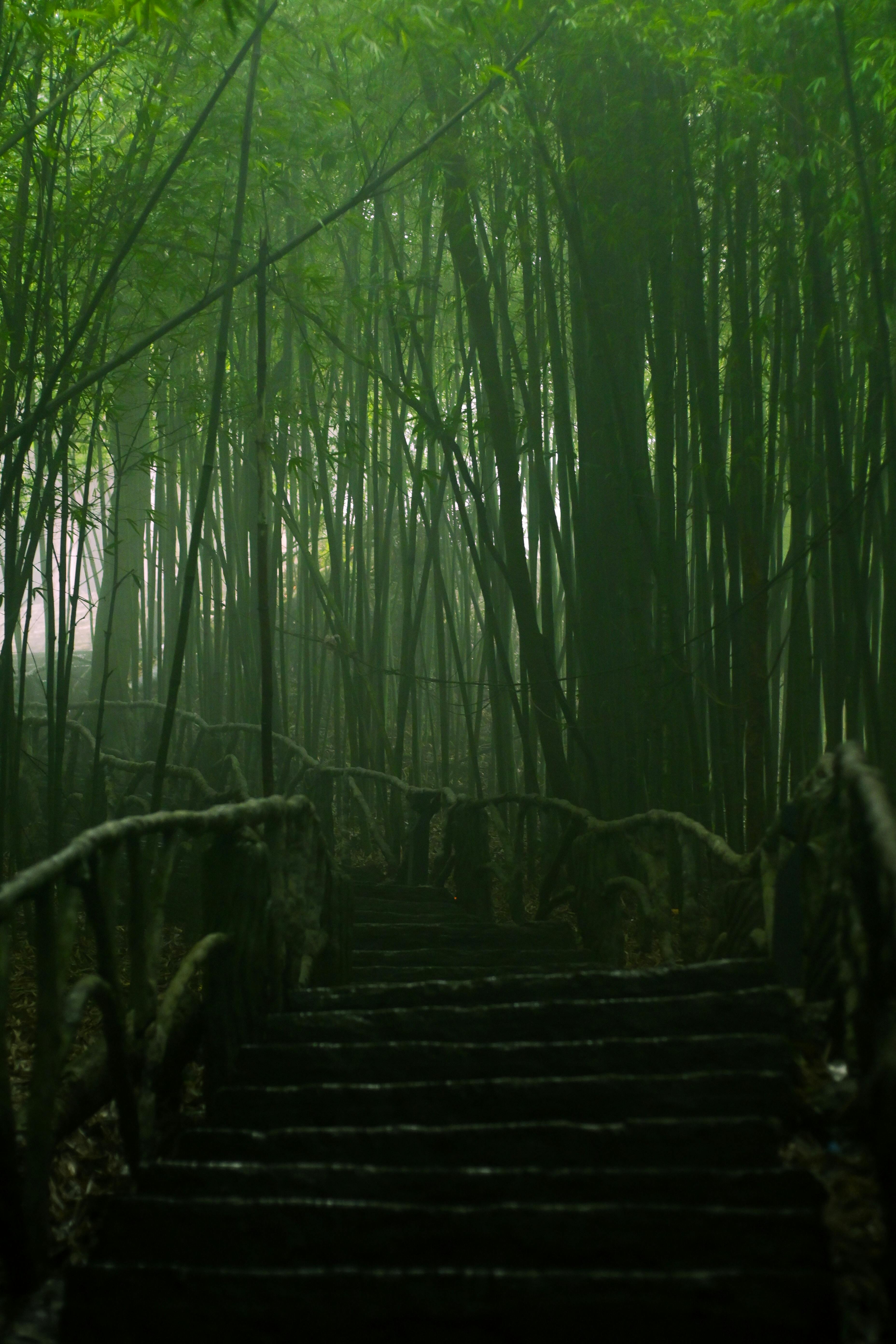 A mysterious staircase meandering through a dense, misty bamboo forest.