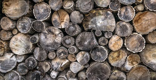 Gray and Brown Tree Trunks