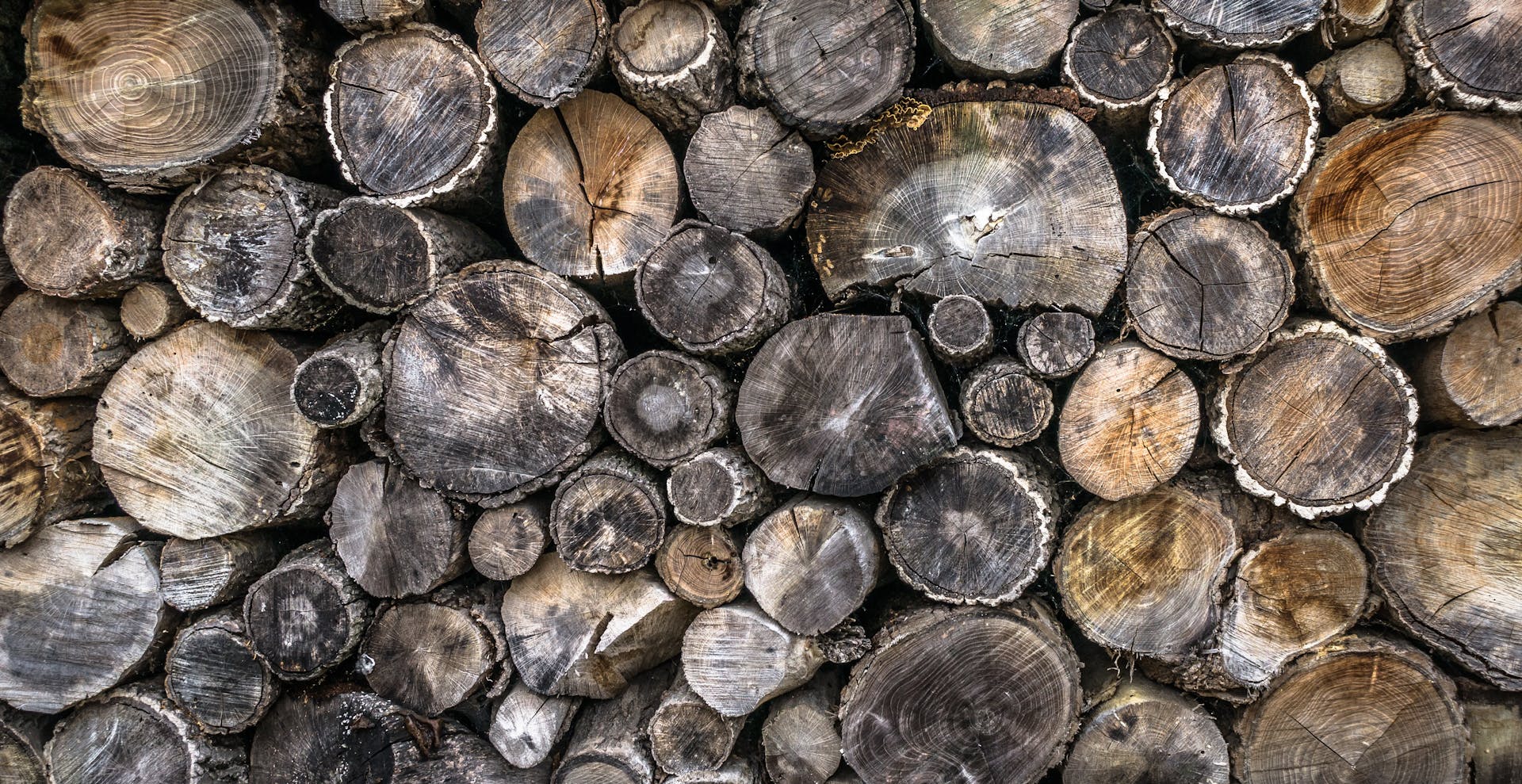 Gray and Brown Tree Trunks