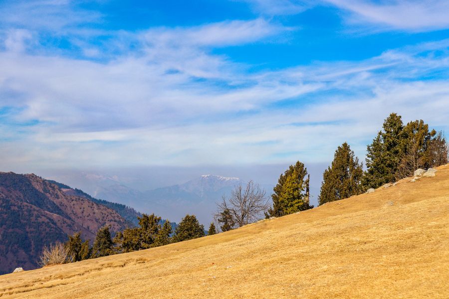 Pine trees on a sunny ridge at Nathia Gali
