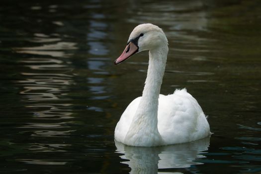 Swan on Lake