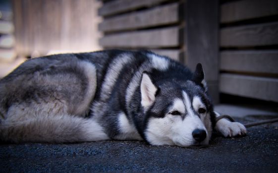 A Siberian Husky lies relaxed outdoors, showcasing its distinct fur pattern in Toblach.