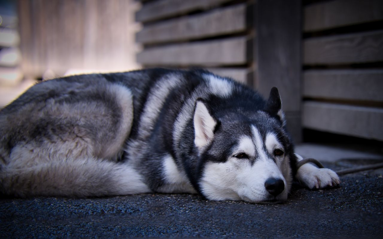 a siberian husky lies relaxed outdoors showcasing its distinct fur pat