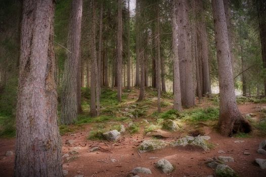 Discover the serene beauty of a misty evergreen forest in Rasen-Antholz, Italy.