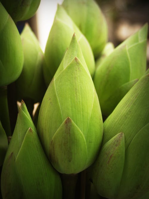 Fotografi Close Up Kuncup Bunga Teratai Hijau