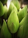 Green Lotus Flower Buds Close-up Photography