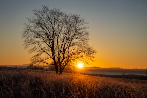 Безкоштовне стокове фото на тему «дерева, Захід сонця, краєвид»