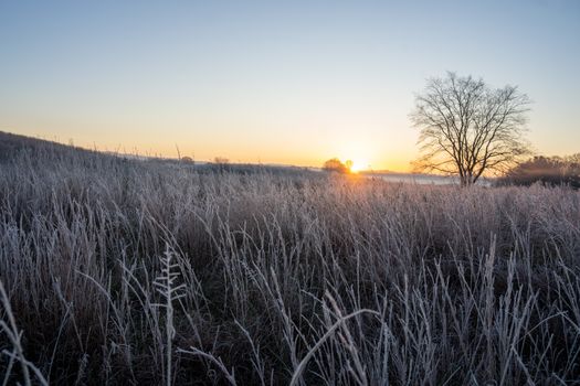 Enjoy a tranquil sunrise over a frosty grassland in West Newton, Minnesota, capturing the essence of winter.