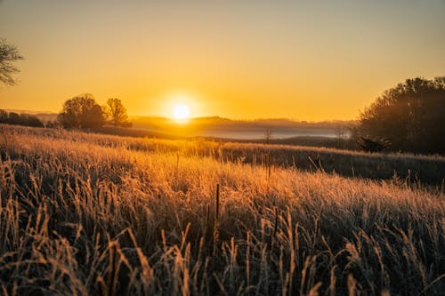 Kostenloses Stock Foto zu außerorts, feld, gräser