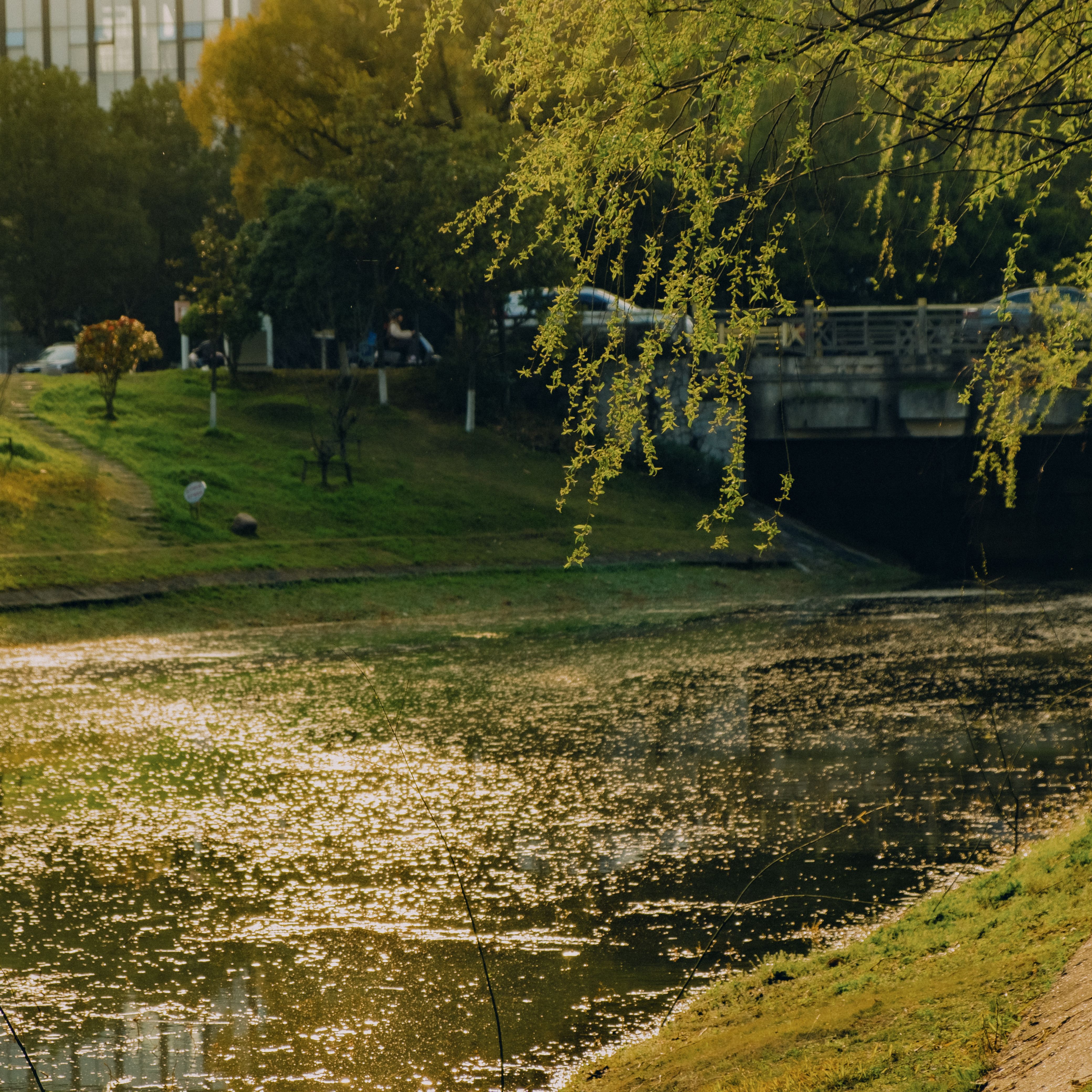 Tree Branches over River in Town · Free Stock Photo