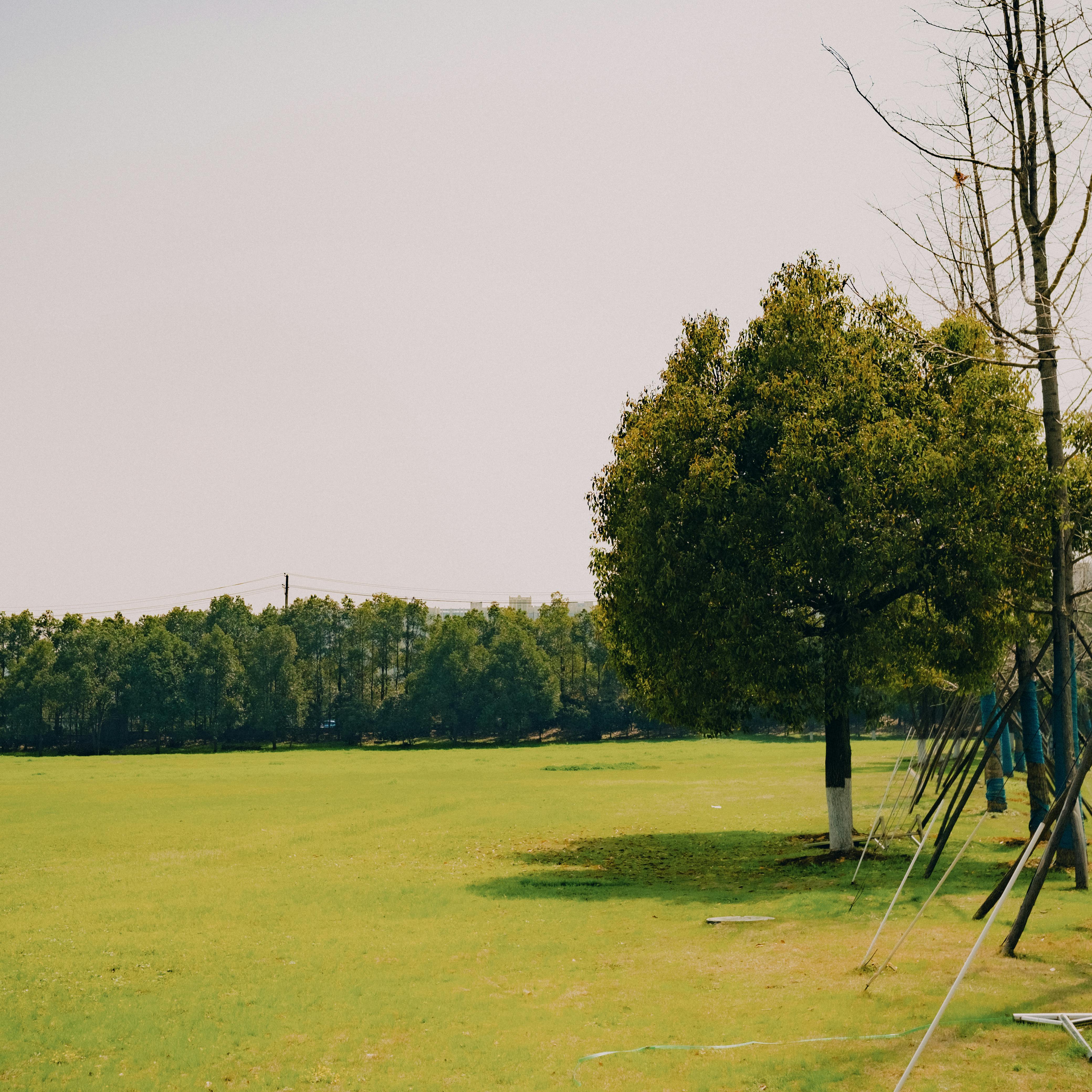A peaceful green meadow with lush trees under a clear blue sky, perfect for relaxation.
