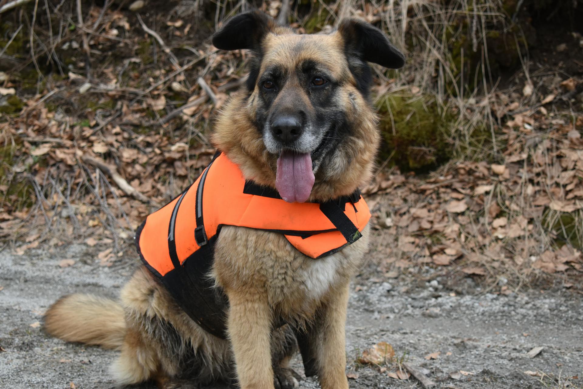 Tysk herdehund i orange jakthundväst