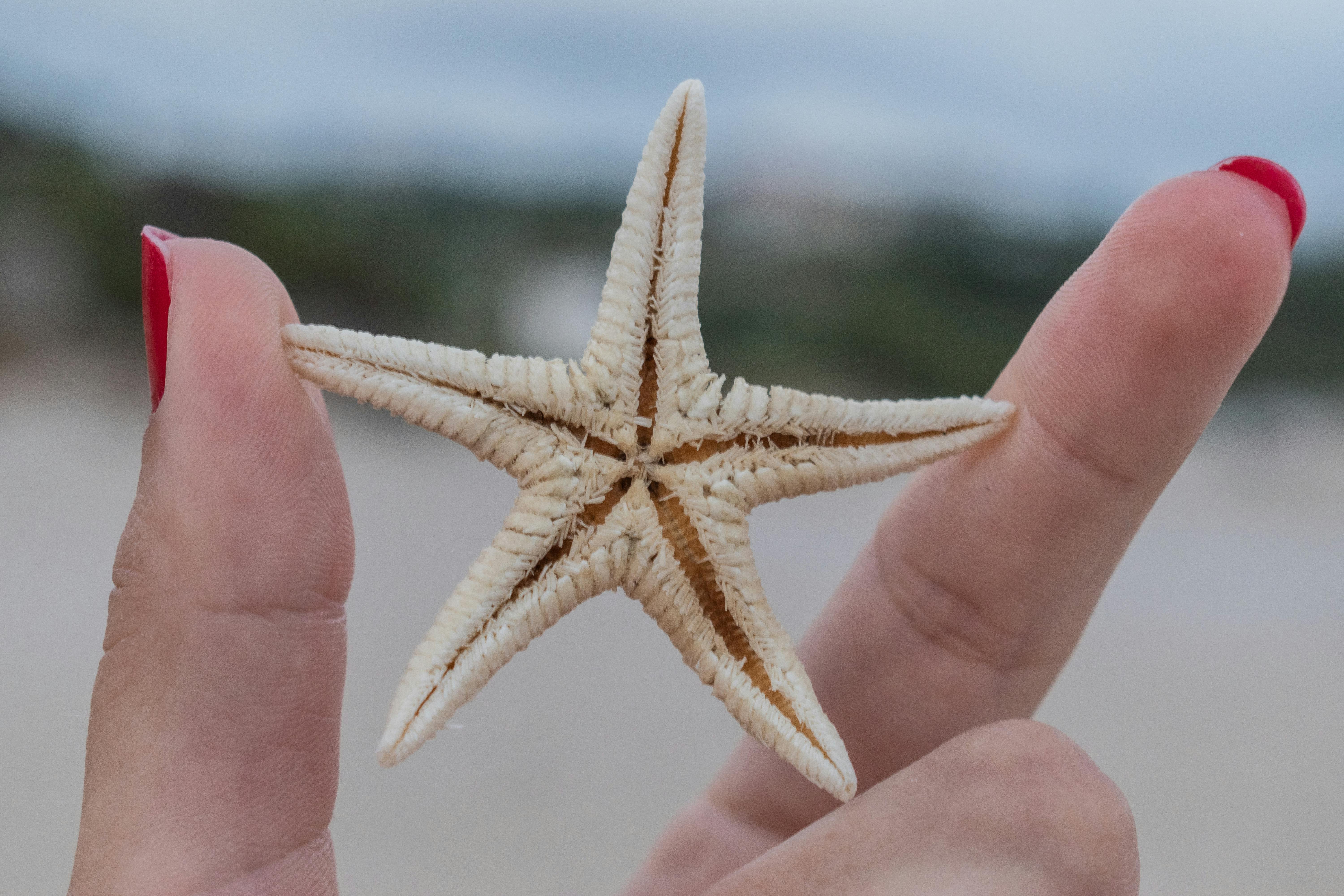 A close-up of fingers holding a starfish on a beach with a blurred background.